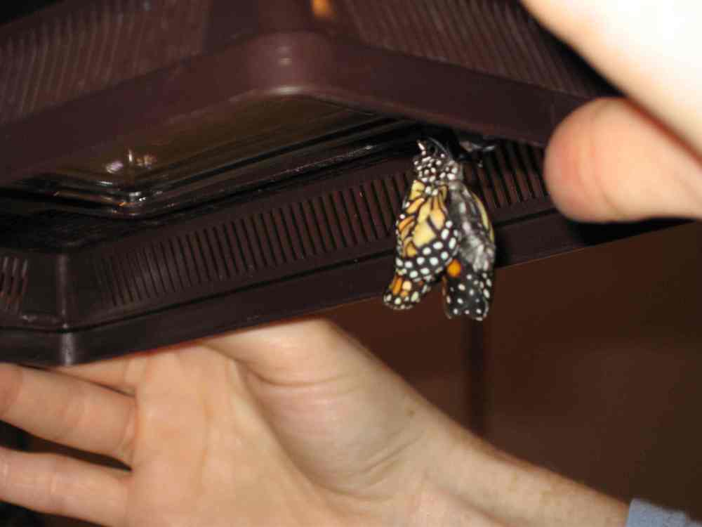 Caterpillars to Butterflies Page 3